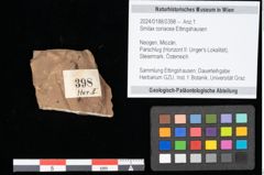 Foto (Objekt + Etikett) von Smilax coriacea Ettingshausen (NHMW-GEO-2024-0188-0398)